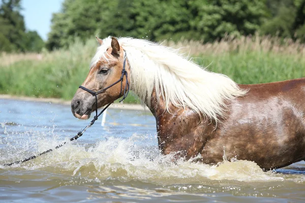 在水中的好 haflinger — 图库照片