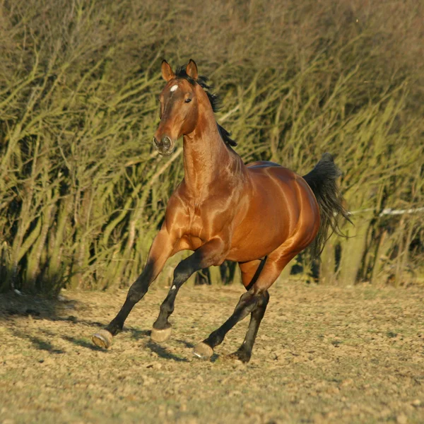 Gorgeous brown warmblood running in the evening — Stock Photo, Image