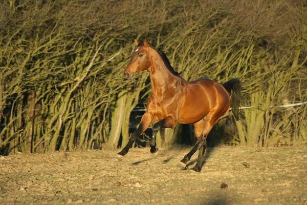 Wspaniały brązowy koń gorącokrwisty działa w godzinach wieczornych — Zdjęcie stockowe