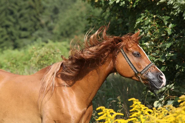 Portrait of nice arabian horse — Stock Photo, Image