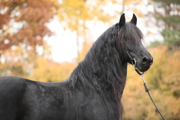 Portrait of beautiful Friesian stallion — Stock Photo, Image