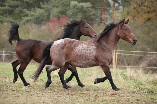 Deux chevaux qui courent sur les pâturages — Photo