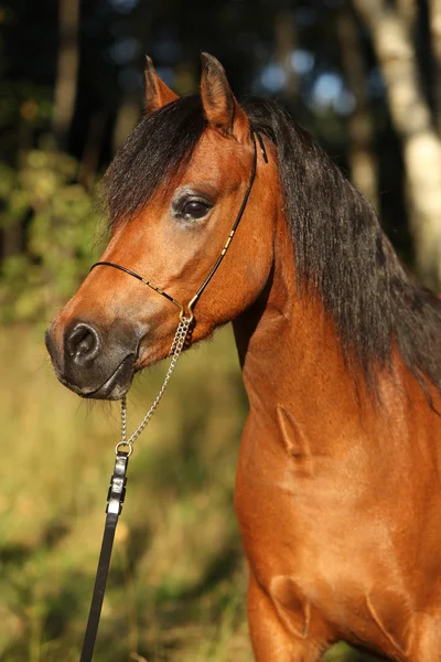Prachtige pony merrie met mooie show halster — Stockfoto