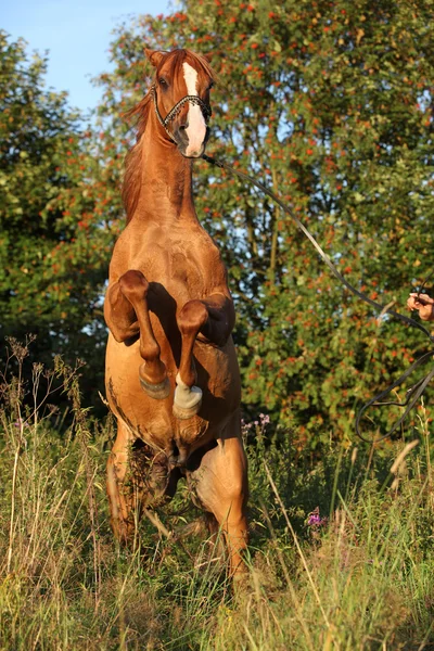 Prachtige Arabische paard steigerende in de avond — Stockfoto