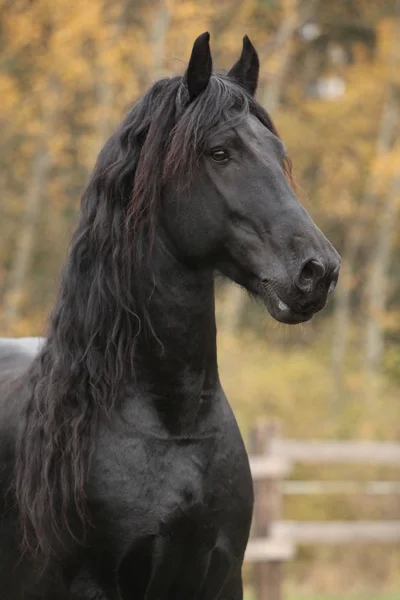 美丽 friesian 种马的肖像 — 图库照片