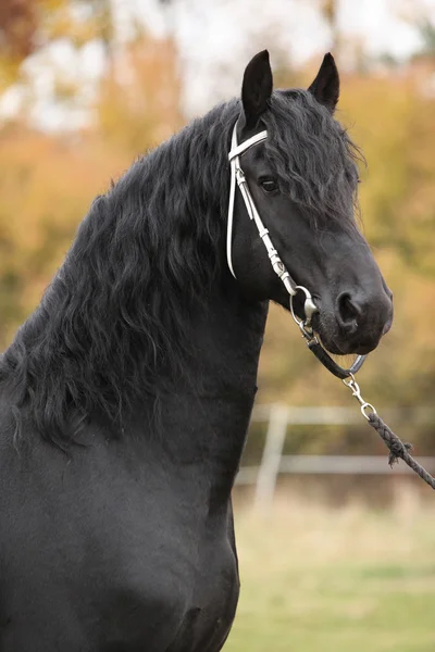 美しいフリージアン馬の肖像画 — ストック写真