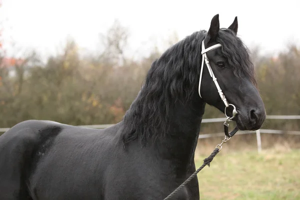 Portrait of beautiful Friesian stallion — Stock Photo, Image