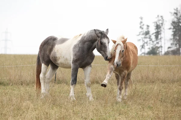 Two horses playing — Stock Photo, Image