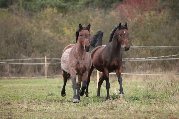 Dos caballos corriendo sobre pastizales —  Fotos de Stock