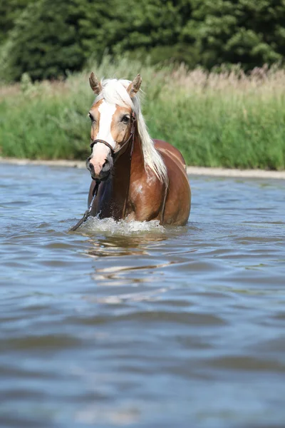 Ładne haflinger w wodzie — Zdjęcie stockowe