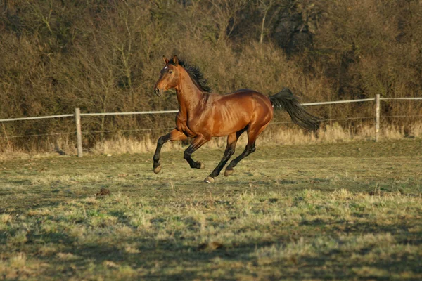 Prachtvolles braunes Warmblut am Abend — Stockfoto