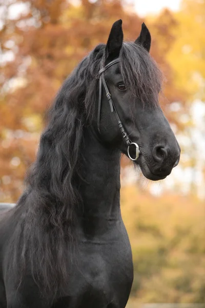 Retrato de hermoso semental frisón — Foto de Stock