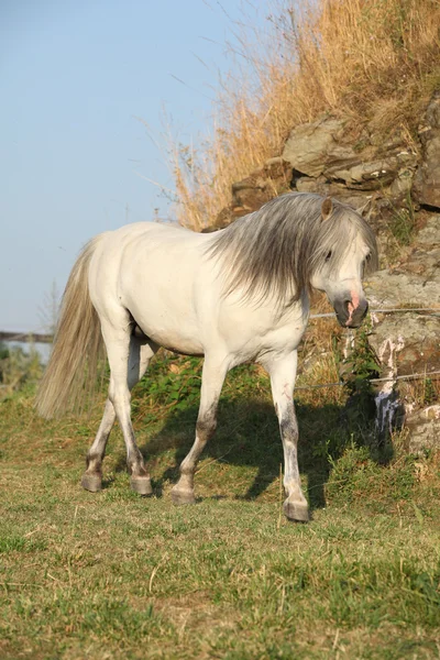 Galés montaña pony running — Foto de Stock