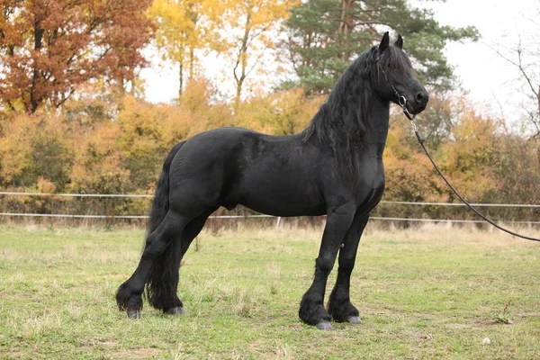 Beautiful friesian stallion in autumn — Stock Photo, Image