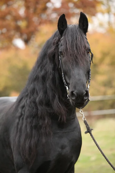 Portrait of beautiful Friesian stallion — Stock Photo, Image
