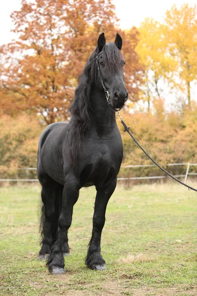 Beautiful friesian stallion in autumn — Stock Photo, Image