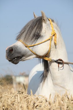 muhteşem beyaz aygırı, Galce Mısır alanında dağ midilli