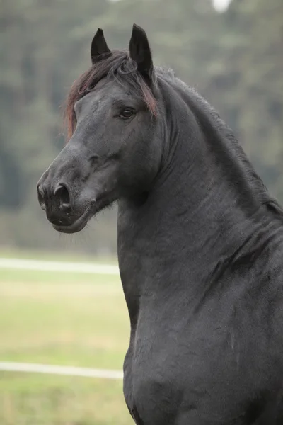 美しいフリージアン馬の肖像画 — ストック写真