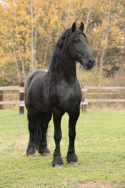 sonbaharın güzel be aygır