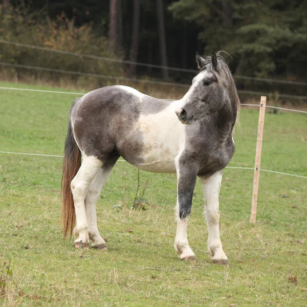 Skewbald horse on pasturage — Stock Photo, Image