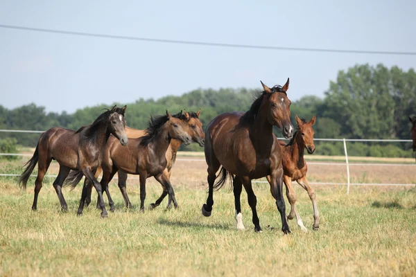 Група коней з бігом лошами — стокове фото