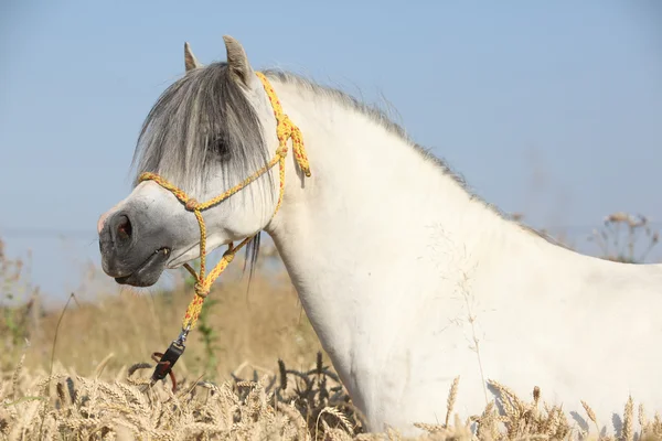 Vacker vit hingst welsh mountain ponny i sädesfält — Stockfoto