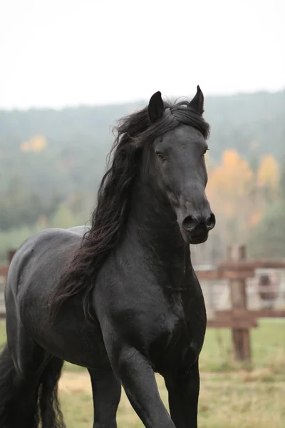 Gorgeous friesian stallion running — Stock Photo, Image