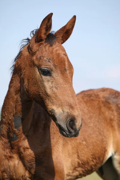 Portrait of nice brown filly looking — Stock Photo, Image