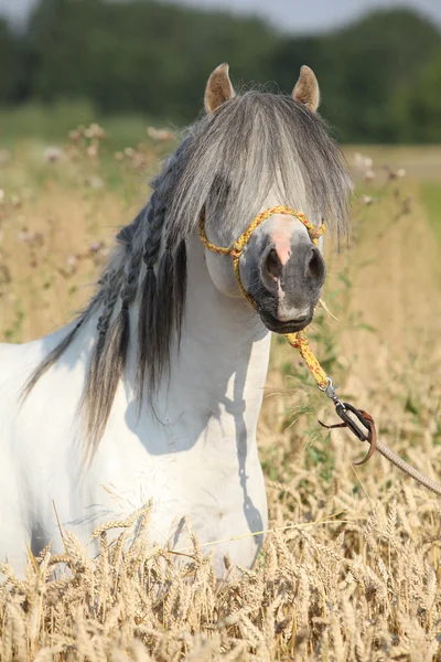 Magnifique étalon blanc de poney de montagne gallois dans le champ de maïs — Photo