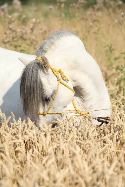 豪華な白い種馬のウェールズのトウモロコシ畑で山のポニー — ストック写真