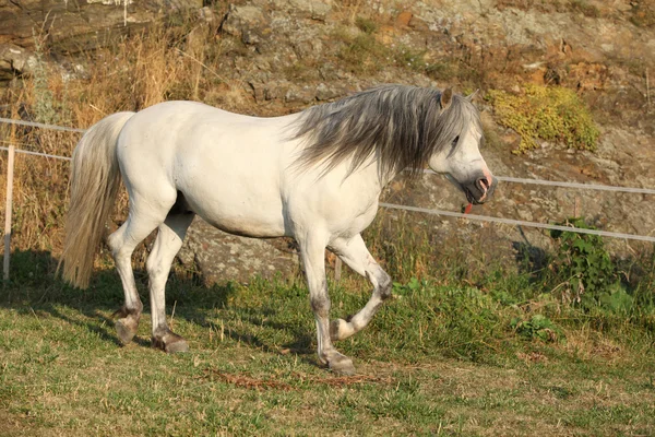 Welsh mountain pony běží — Stock fotografie