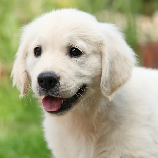 Splendido cucciolo golden retriever — Foto Stock