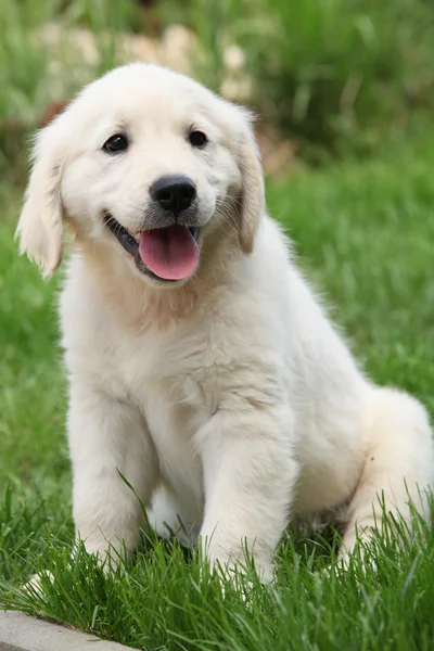 Splendido cucciolo golden retriever seduto — Foto Stock