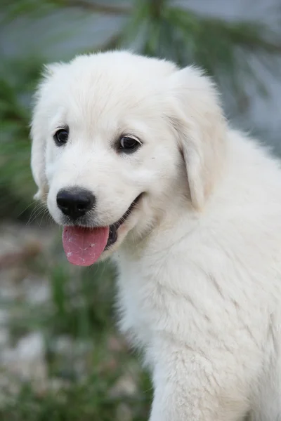 Underbara golden retriever valp — Stockfoto