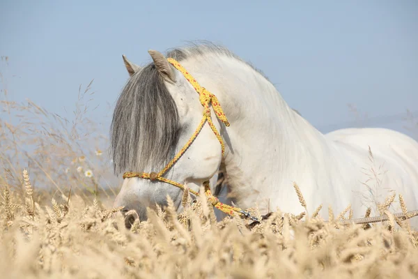 Чудовий білий жеребець валлійського гірського поні на кукурудзяному полі — стокове фото