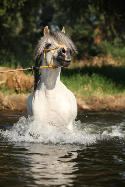 Splendido stallone che si sta bagnando nel fiume — Foto Stock