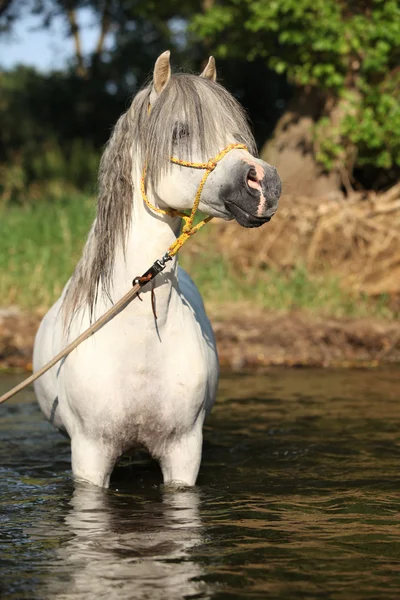 川で入浴するゴージャスな種牡馬の potrait — ストック写真