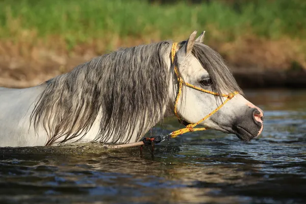 Potrait de semental magnífico que se está bañando en el río —  Fotos de Stock