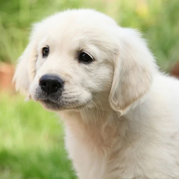 Lindos filhote de cachorro golden retriever — Fotografia de Stock