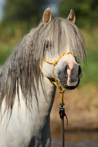 Potrait de garanhão lindo que está tomando banho no rio — Fotografia de Stock