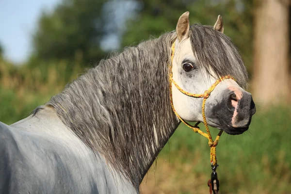 Potrait van prachtige hengst die is Baden in de rivier — Stockfoto