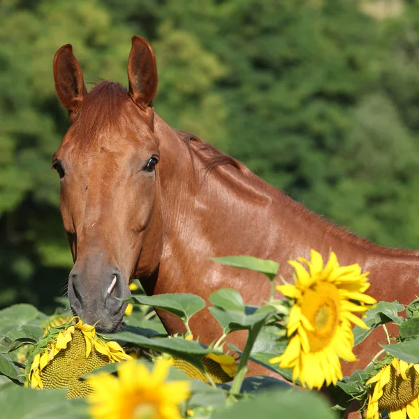 Hermoso caballo en girasoles — Foto de Stock