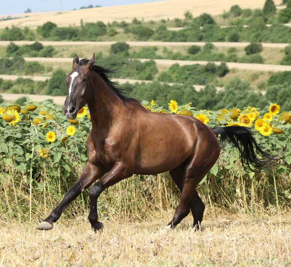 Schönes Pferd läuft vor Sonnenblumen — Stockfoto