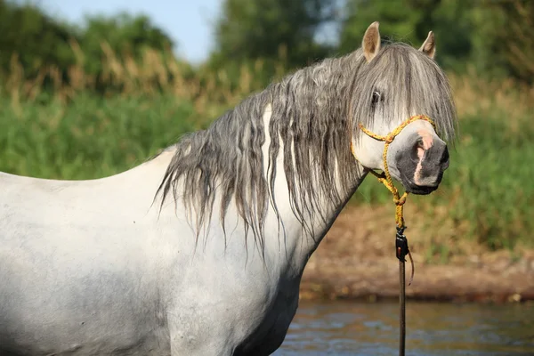 Potrait av vackra hingst som bad i floden — Stockfoto