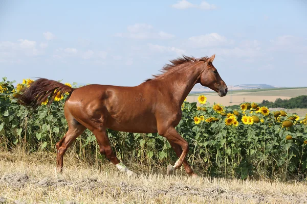 Schönes Pferd läuft vor Sonnenblumen — Stockfoto