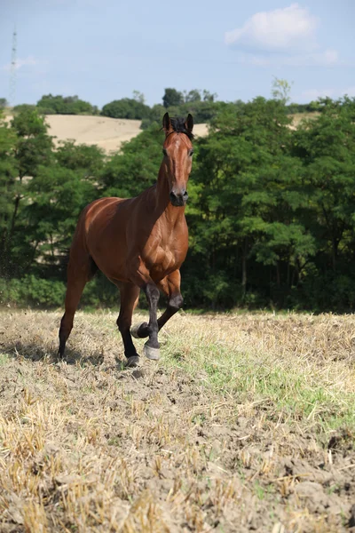 Belo cavalo correndo na frente de girassóis — Fotografia de Stock