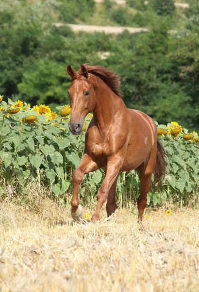 Beautiful horse running in front of sunflowers — Stock Photo, Image