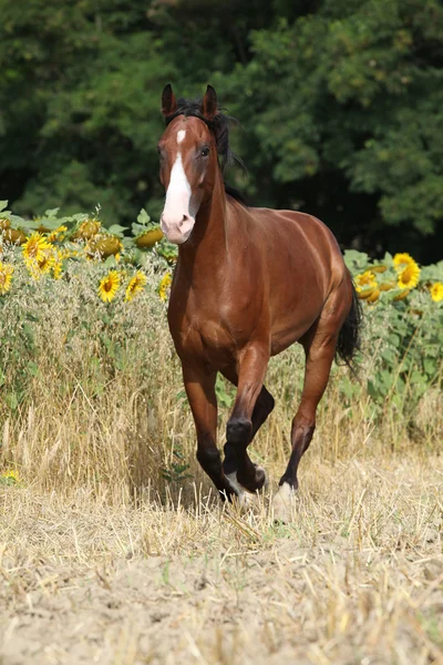 Belo cavalo correndo na frente de girassóis — Fotografia de Stock