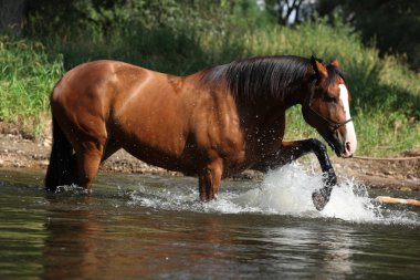 ip Askılı suda oynarken ile güzel at