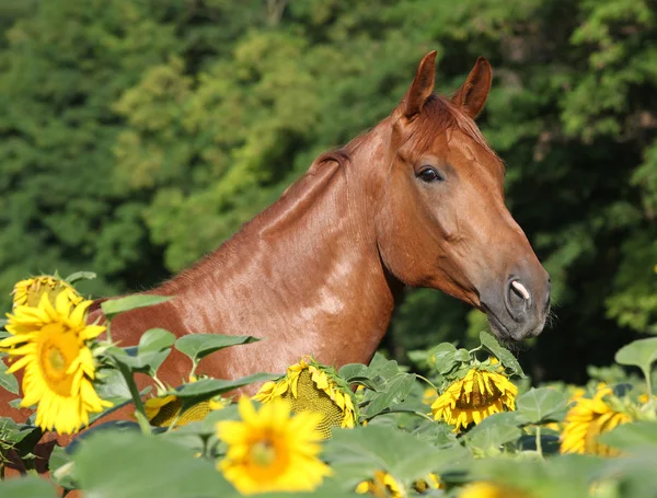 Schönes Pferd in Sonnenblumen — Stockfoto